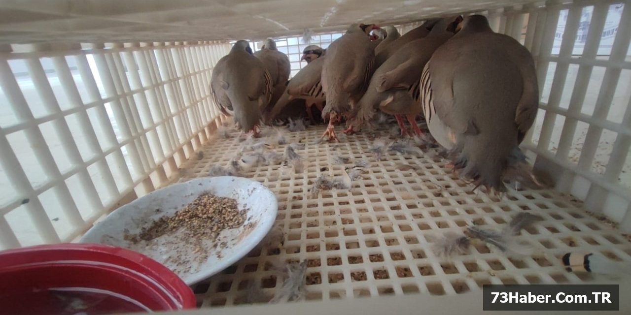 Habur'da 38 Keklik Özgürlüğe Kovuldu