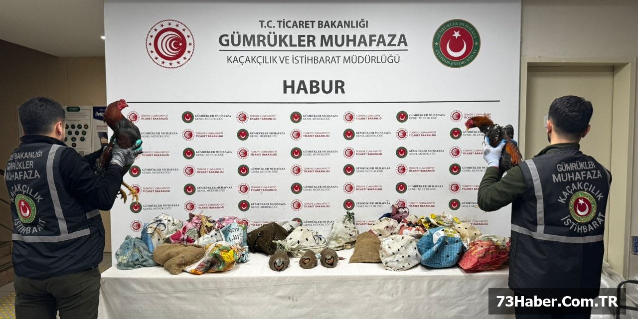 Habur'da Kaçak Hayvan Şoku!